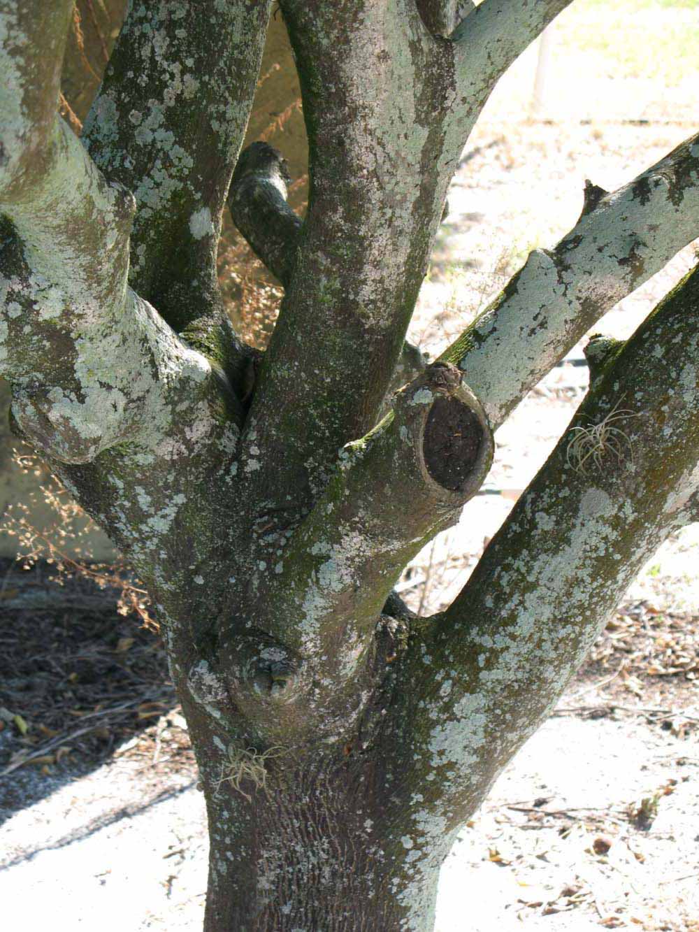            Bark (Winter Haven, FL)      